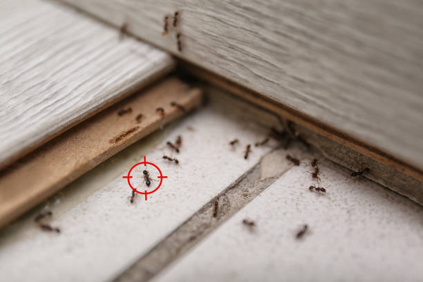 Best Affordable Pest Control Services  in El Paso De Robles, CA